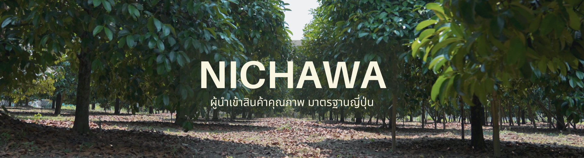 Banner Slide